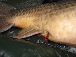 ahab_scheidet_orr_ab